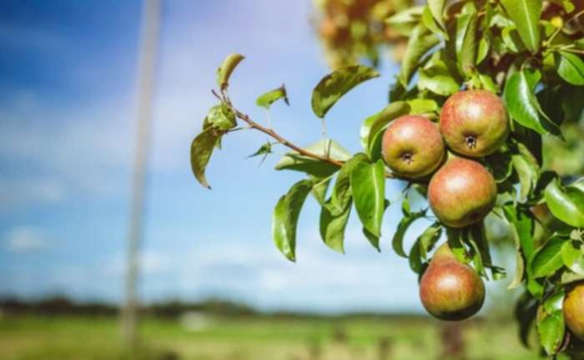 Agroseguro Inicia El Periodo De Suscripci N Del Seguro De Frutales Para