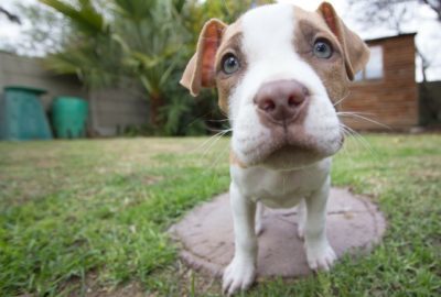 ¿Tu perro te quiere y te entiende? Esto es lo que dice la ciencia