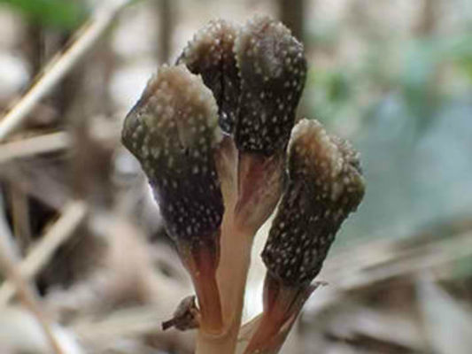 Gastrodia kuroshimensis: la planta que ni florece ni hace la fotosínteis