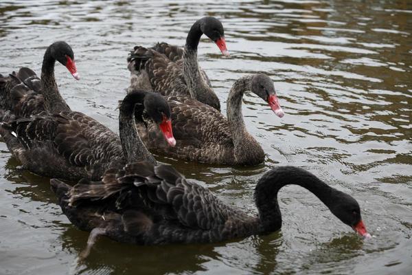 Los cisnes negros que pueden atacar a la economía en 2017