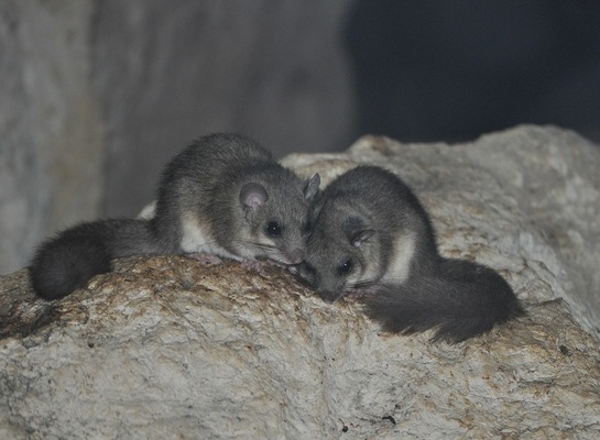 El curioso caso de Benjamin Button en un lirón Glis glis