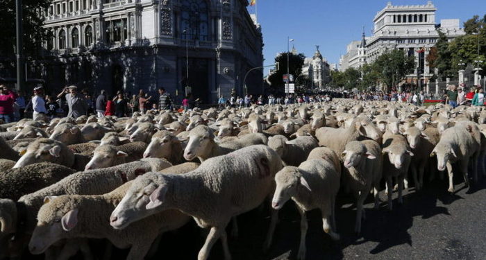 ovejas-gran-via-tradicion-estupida