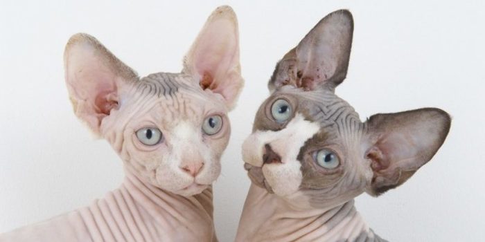 Cómo cuidar de un gato sphynx e1487464962908 Merca2.es