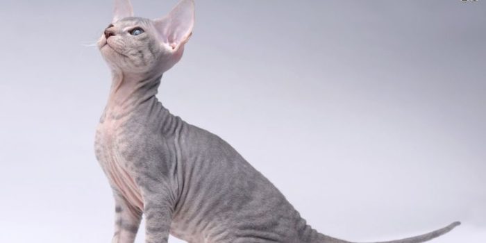 is a peterbald the right choice of cat for you 548ff68f790ad e1487464749858 Merca2.es