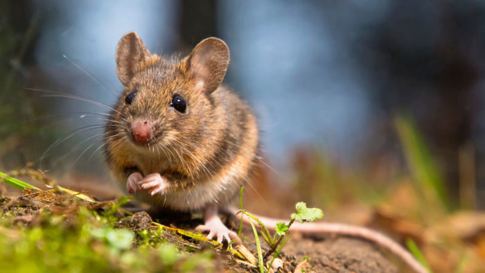 Ratones sordos que vuelven a oír gracias a una terapia génica