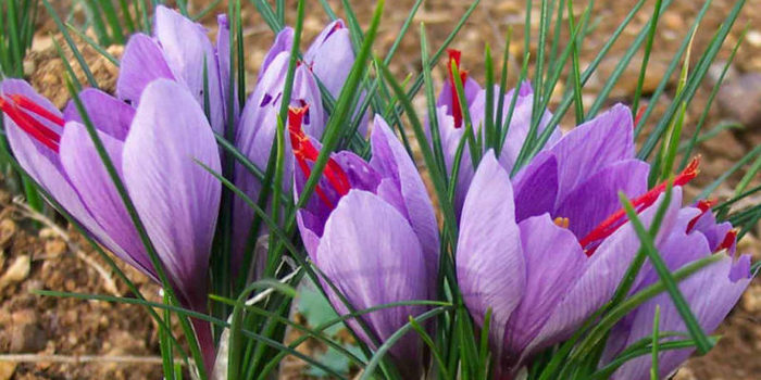 10 flores más caras del mundo: Hermosas y realmente únicas