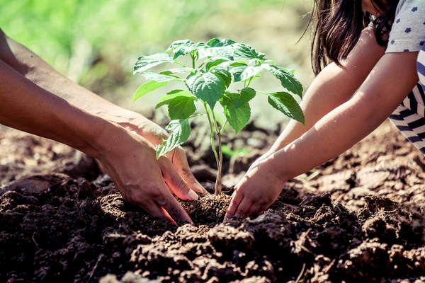 Tu cerebro crece del mismo modo que lo hace una planta