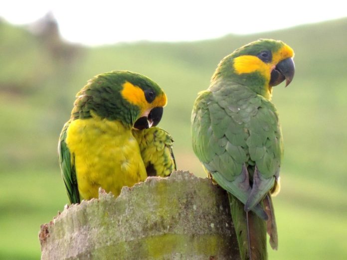 El trabajo de Loro Parque Fundación logra salvar 9 especies de loros de la extinción