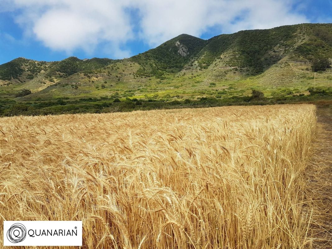 Foto de Cosecha Trigo en las Islas Canarias