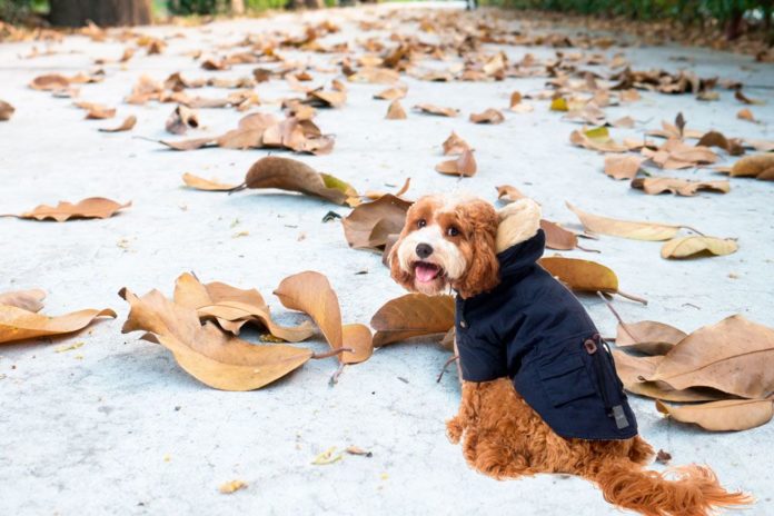 Foto de Una mascota lista para pasear con frío