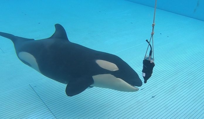 Foto de Loro Parque contribuye a la investigación sobre la 