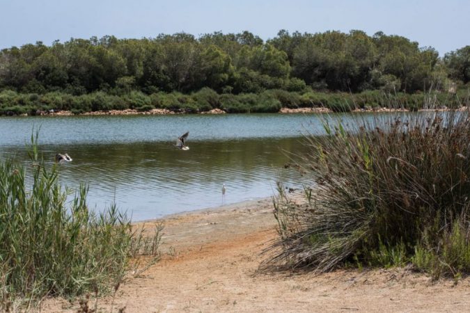 Parque natural de La Albufera