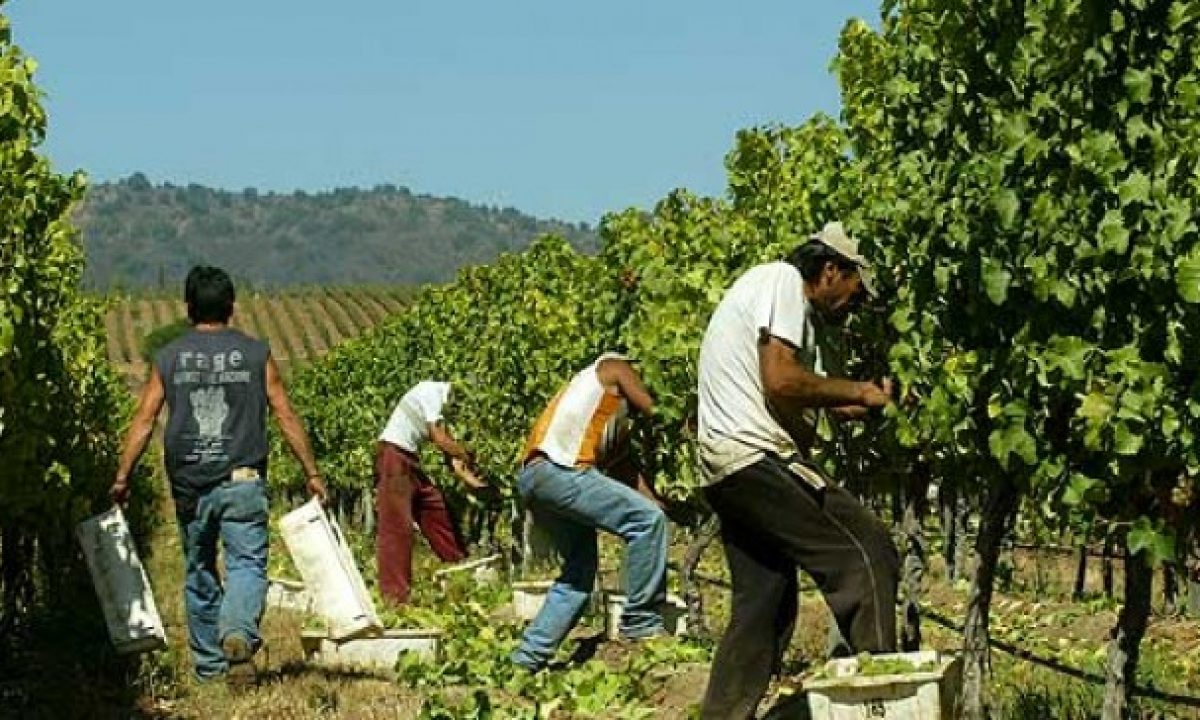 Las Organizaciones Agricolas Ganan La Batalla Por El Salario Minimo Del Temporero