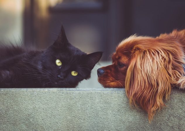 cobertura mascotas