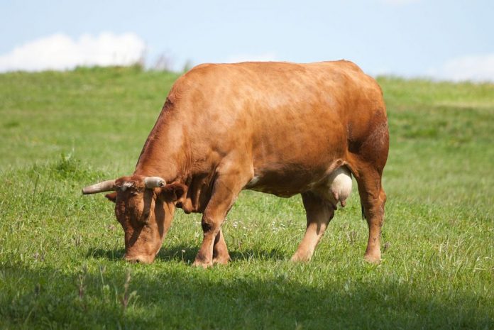 vacas carnicerias biocoop