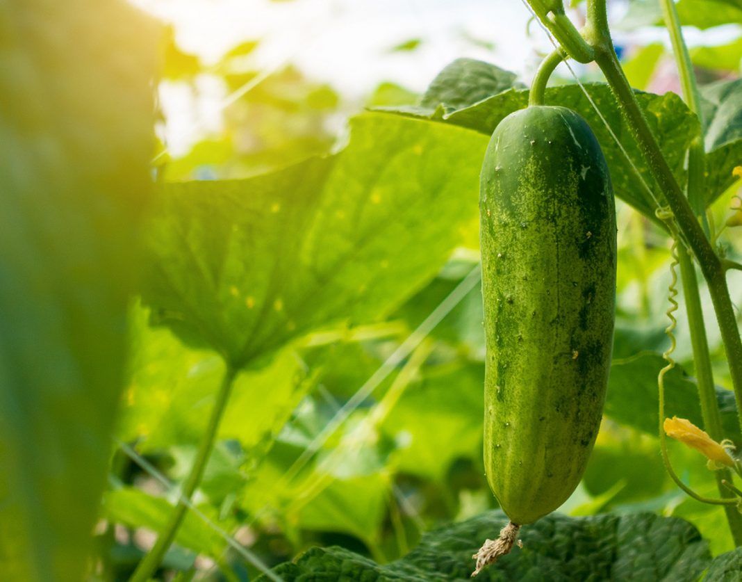 alimentos diureticos pepino