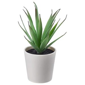 aloe