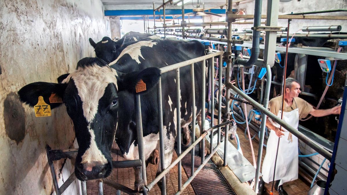 La Audiencia Nacional y la fijación de precios ponen en riesgo las reclamaciones del ‘caso de la leche’