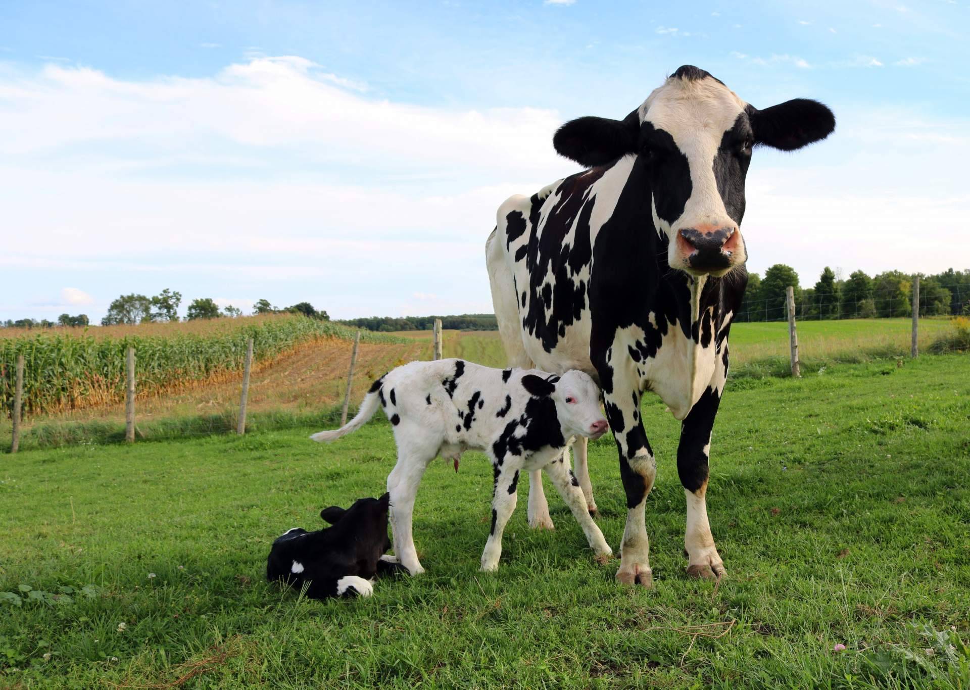 Hablar con las vacas, el hito conseguido por dos empresas gallegas