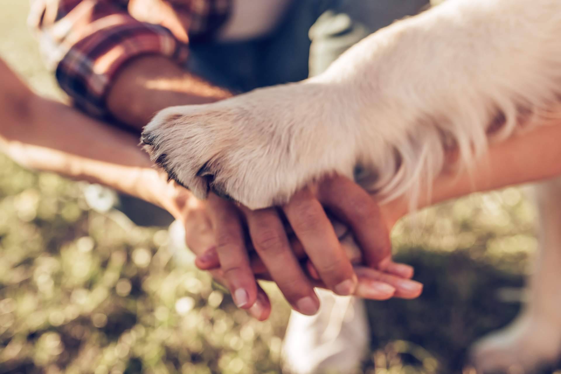 El vínculo humano-animal y su importancia, según la doctora Paula Calvo