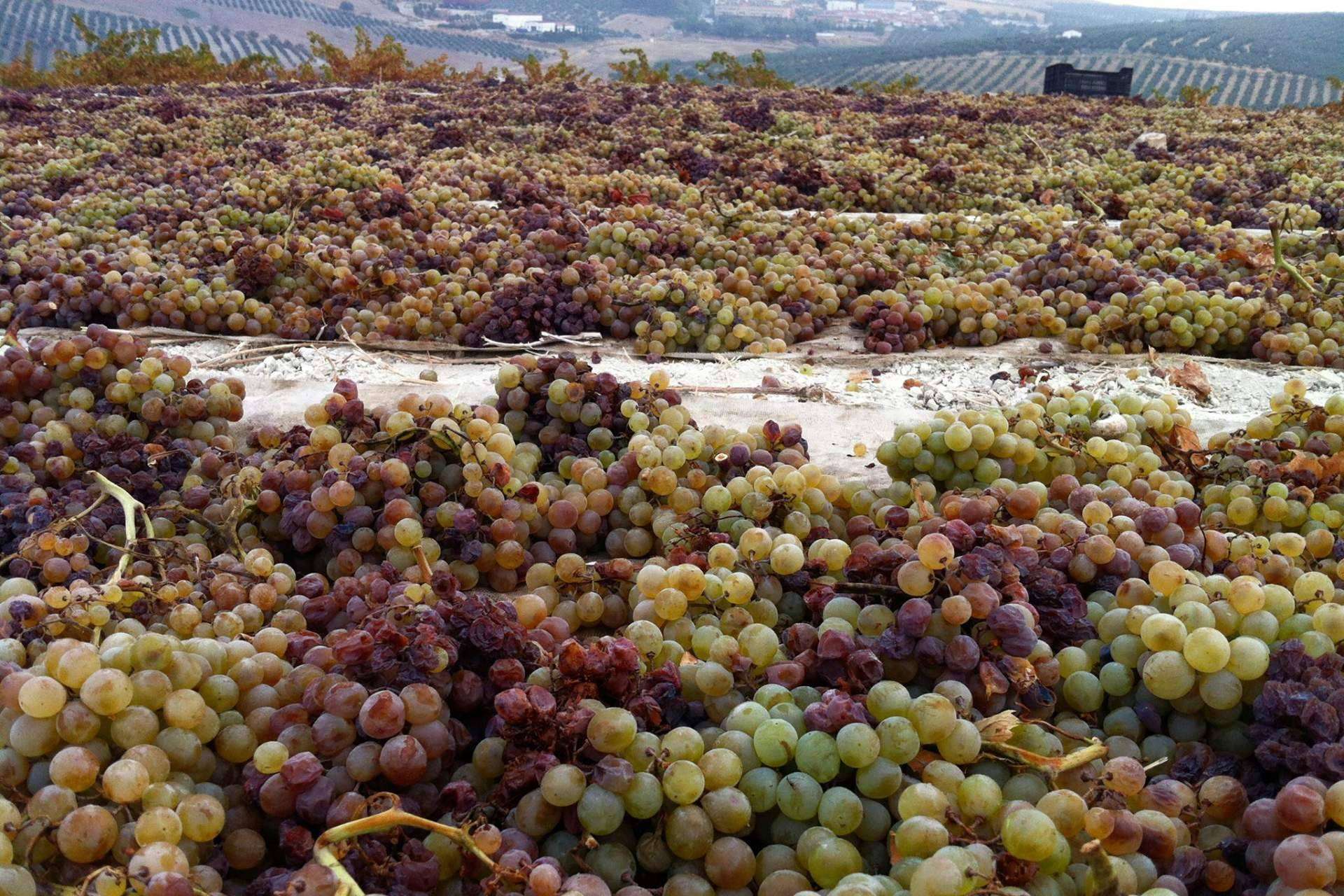 El origen del vino ecológico de Bodegas Robles