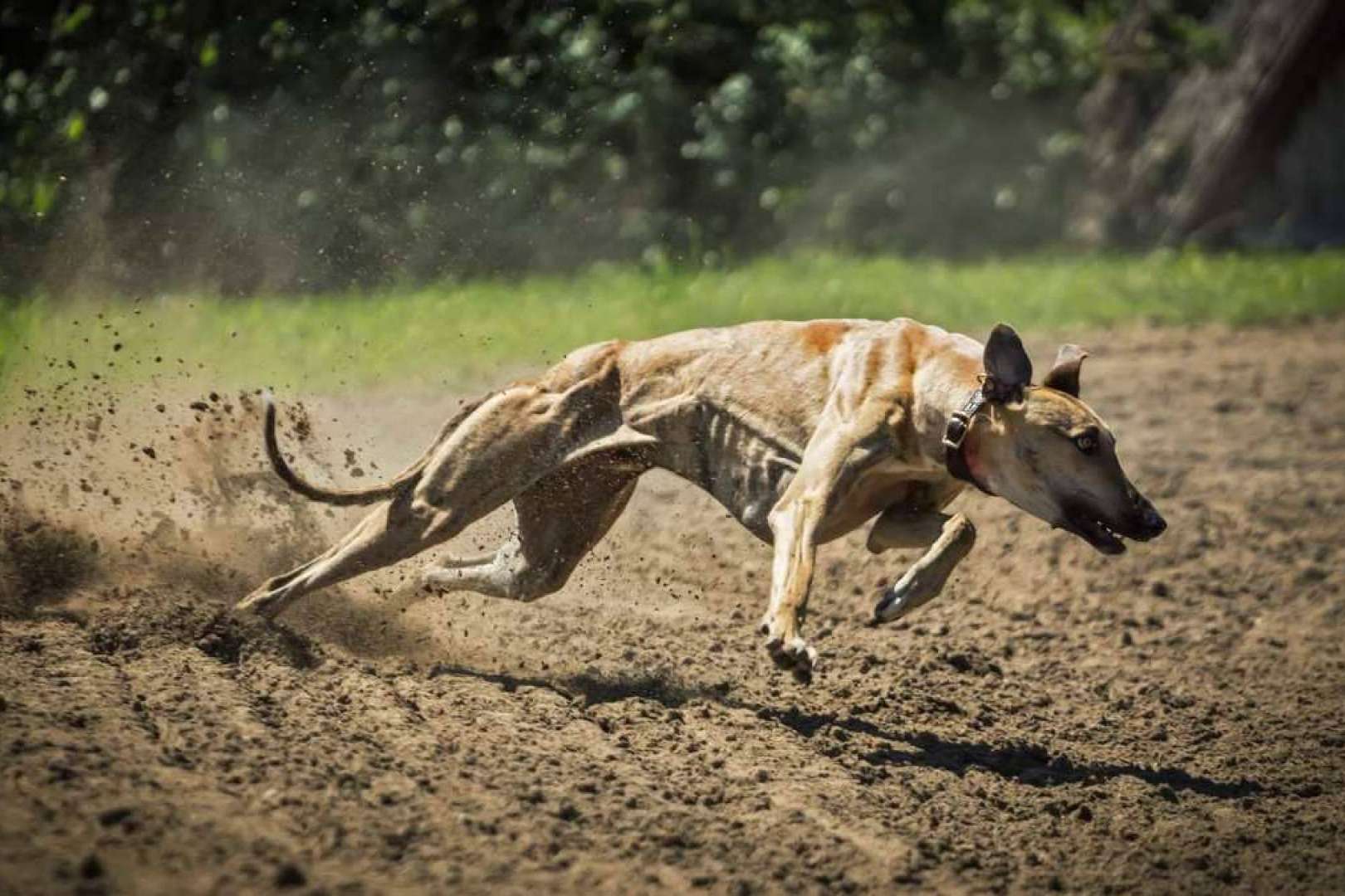 La importancia de una buena alimentación en perros de competición, por Piensos Galacer