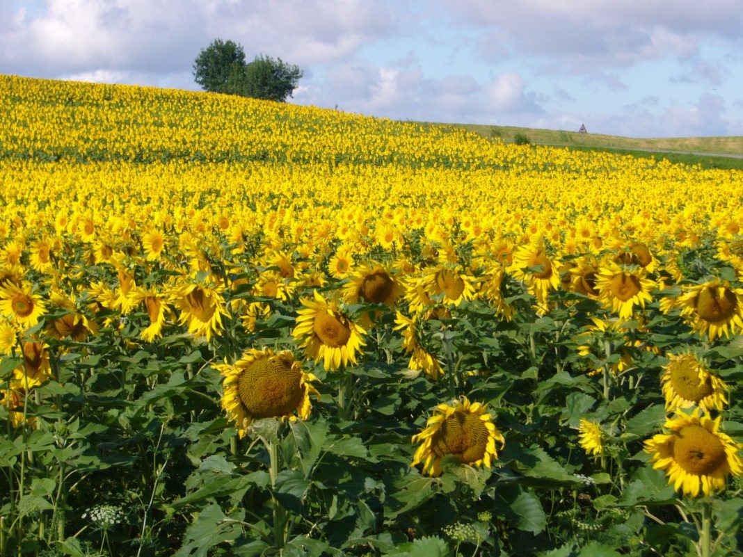 aceite girasol