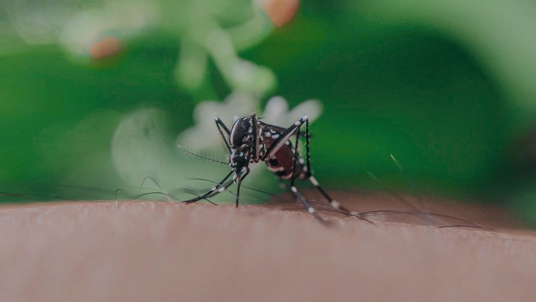 El vinagre elimina los mosquitos