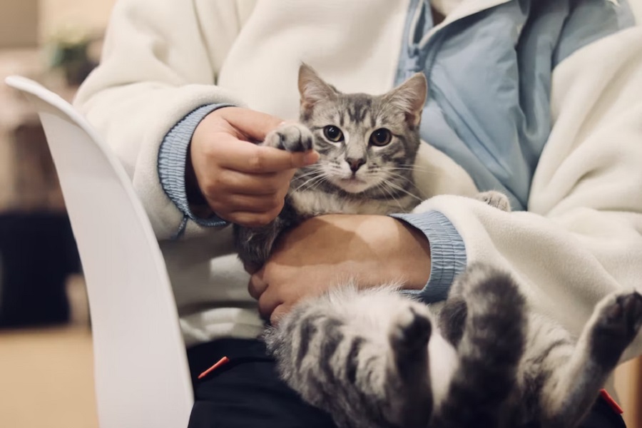 veterinario gato Merca2.es