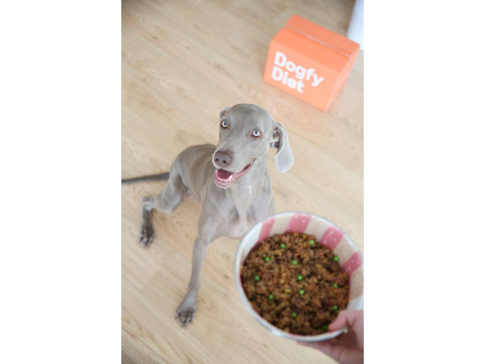 Comida natural cocinada para perros vs. dieta BARF