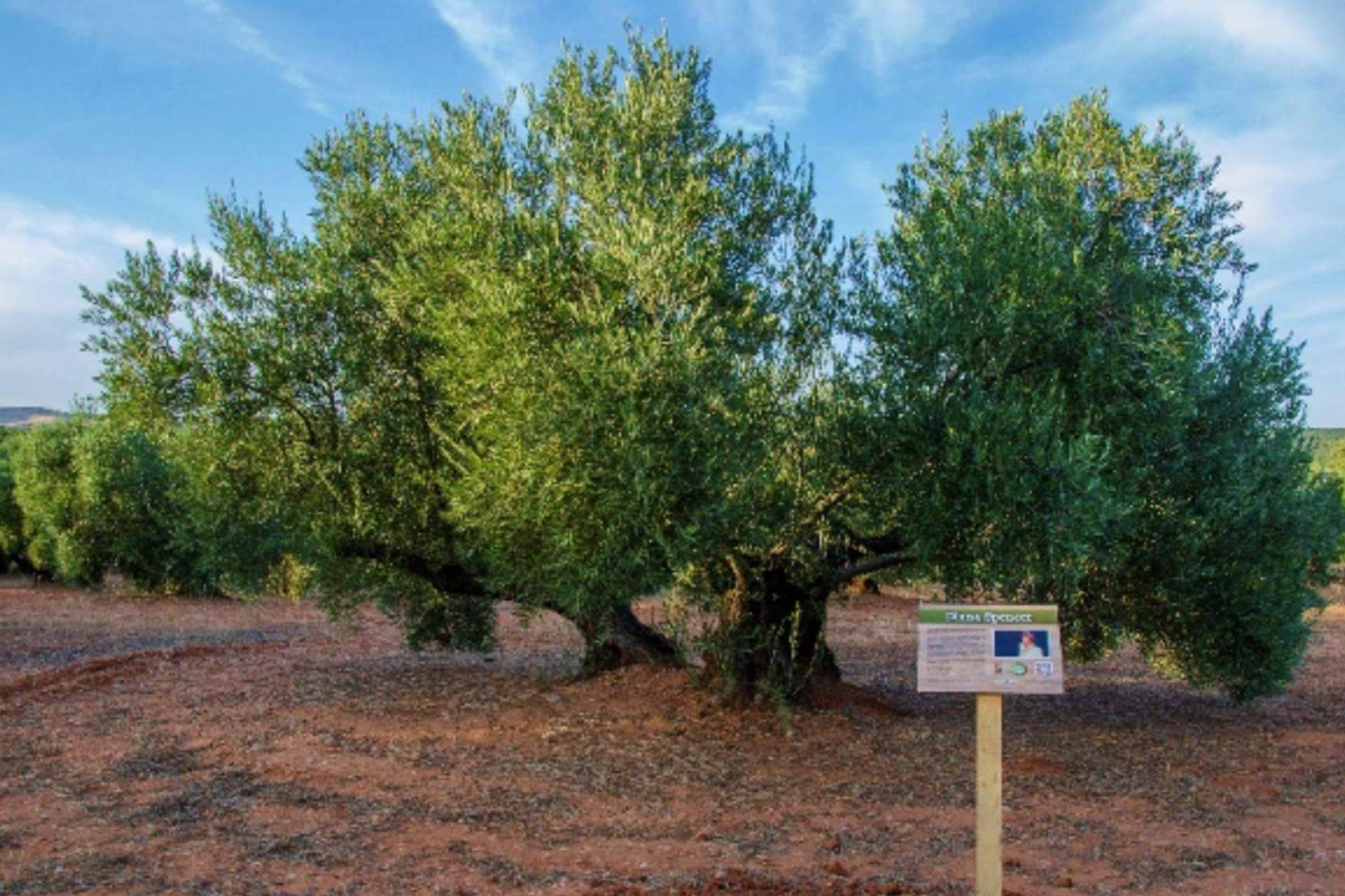 La Fundación Lumiére recibe el agradecimiento del Príncipe de Gales por el galardón ‘Olivo Solidario’