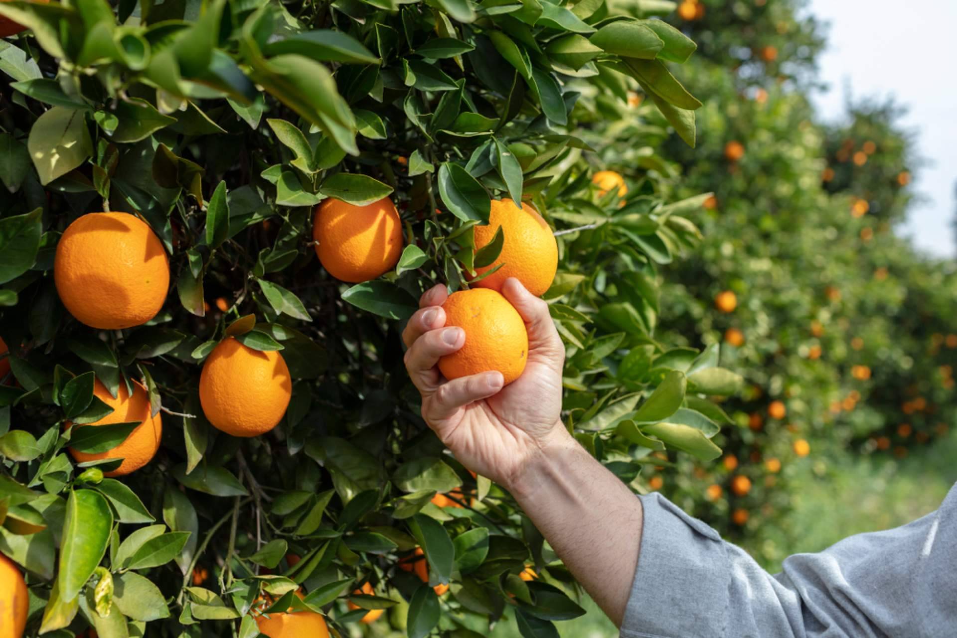 Comprar naranjas a buen precio sin sacrificar la calidad de la mano de Sabor a Naranjas