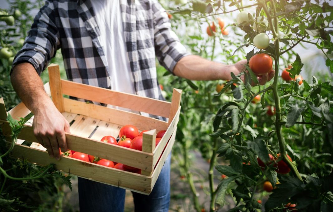 La importancia de la agricultura sostenible en 7 datos que no conocías