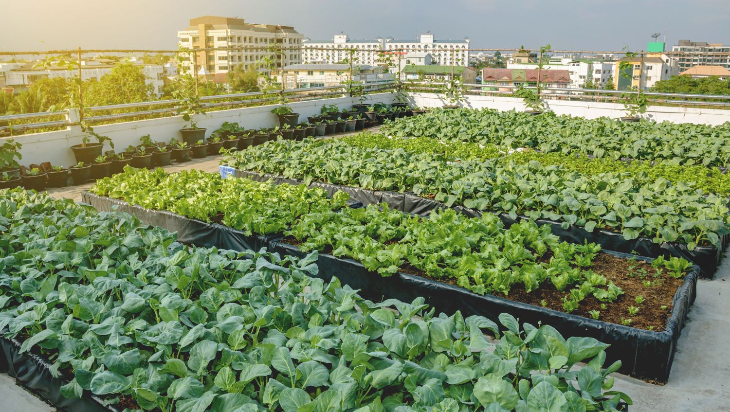 Huertos Urbanos: Una Alternativa Para Cultivar En La Ciudad