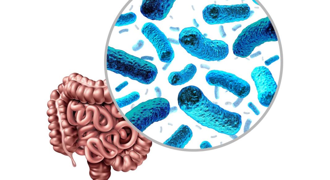 microbiota intestinal