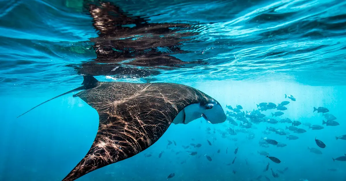 La pesca submarina es una actividad que ofrece una experiencia única y  emocionante para los amantes - Covela Mexico