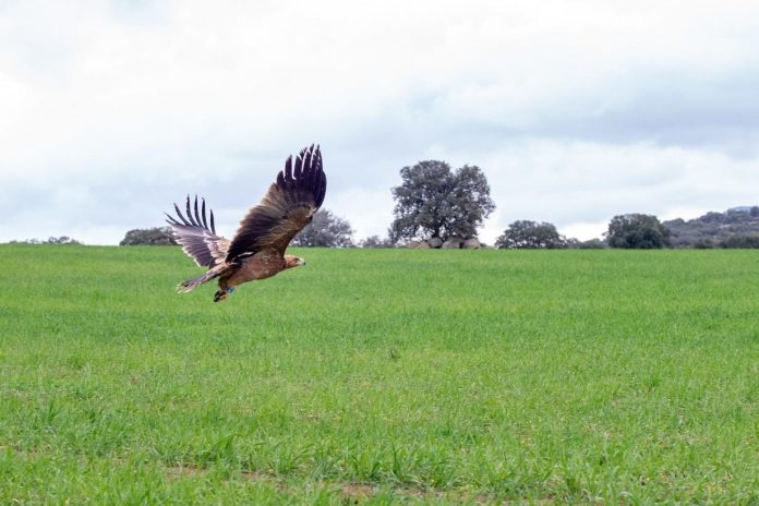 Naturgy avifauna