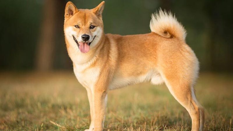 Shiba Inu perros buscados 1768633150 177677245 1200x675 Merca2.es