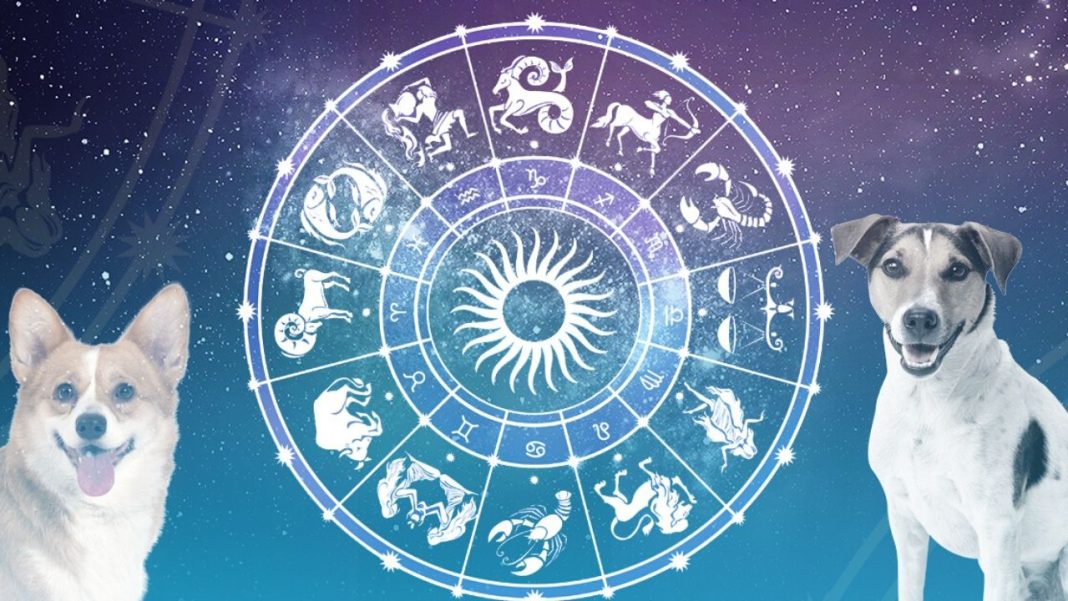 ¿Descubre cuál es tu mascota perfecta según el signo del zodiaco que seas?