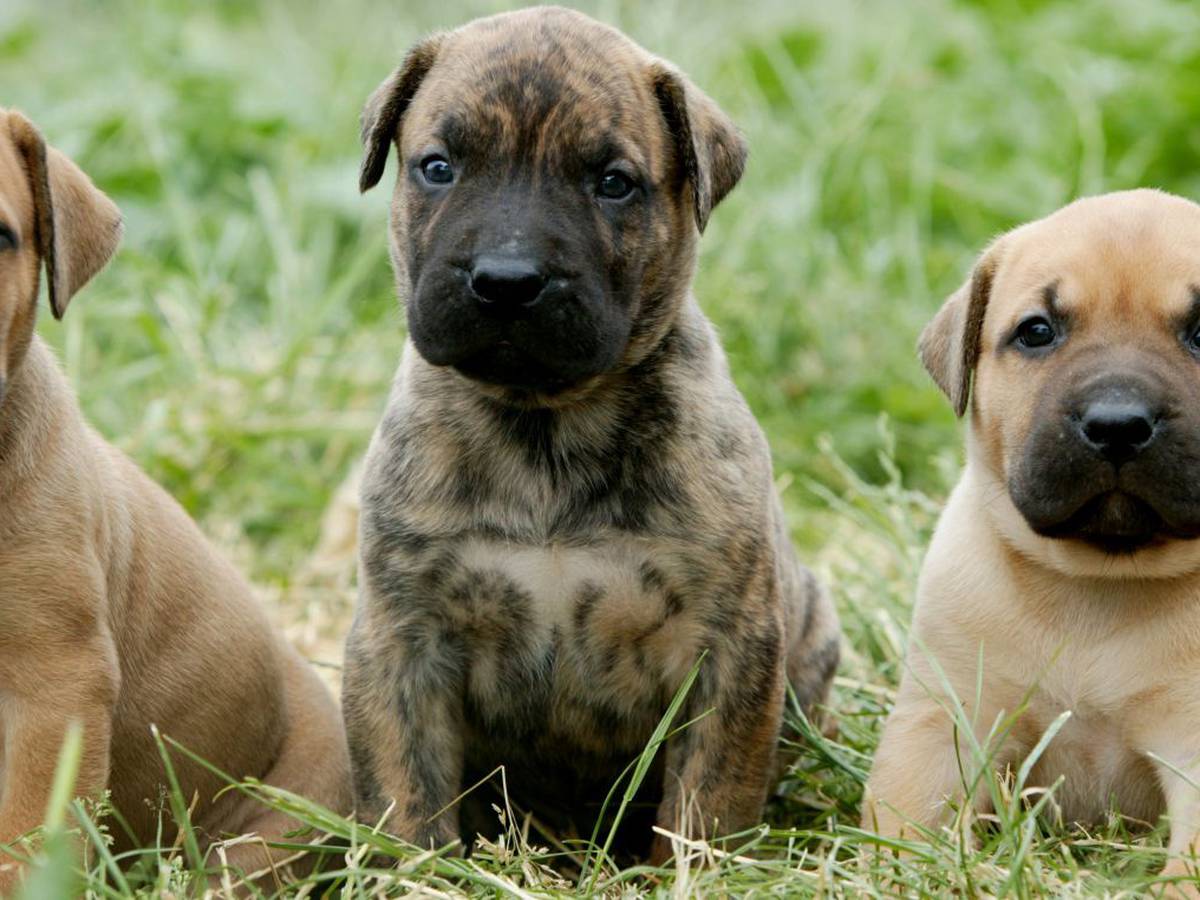 11 razas españolas de perros y sus curiosas características