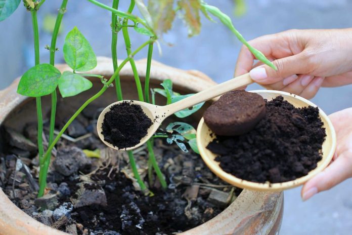 Tu café usado vale oro: 5 trucos top para abonar tus plantas, ¡y verlas flipar!