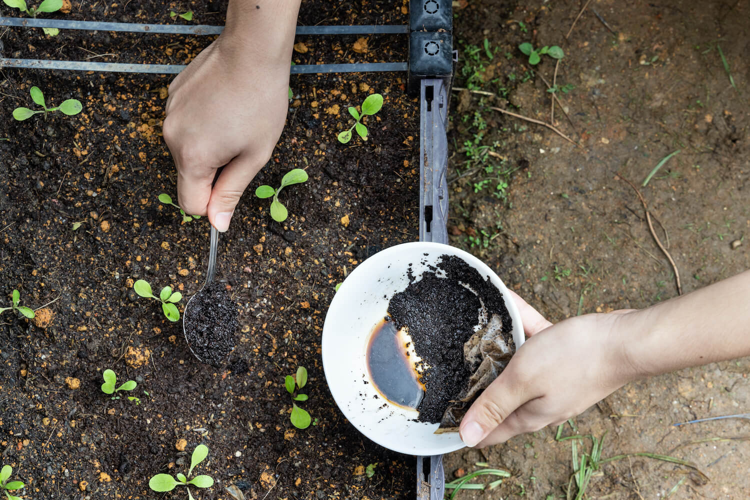 CAFÉ COMO ABONO PARA PLANTAS DE INTERIOR Y  COMPOST DE CAFÉ PARA TU HUERTO URBANO