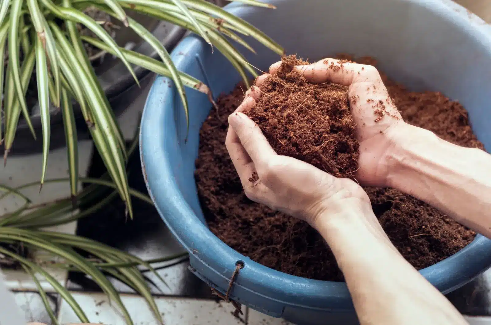 EL CAFÉ USADO COMO ABONO: UNA ALTERNATIVA ECOLÓGICA Y EFECTIVA