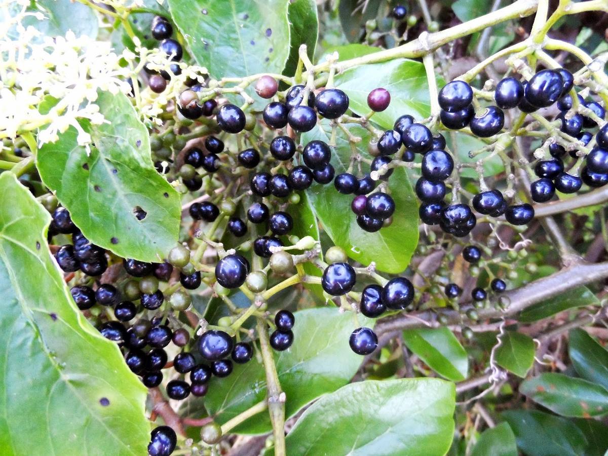 UNA PANACEA NATURAL? DESCUBRIENDO LA CISSUS VERTICILLATA