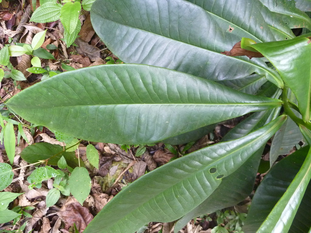 PLANTA DE LA INSULINA: UNA PROMESA DE SALUD