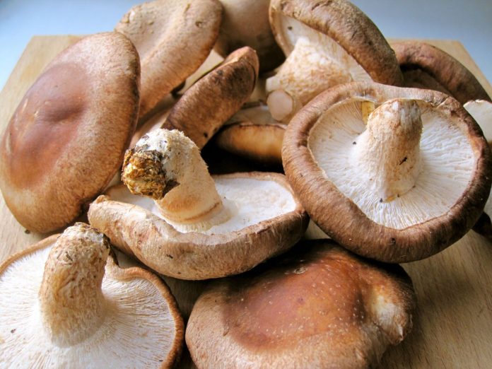 Shiitake: Explora los Secretos de Estas Setas Japonesas y Sus Efectos Milagrosos