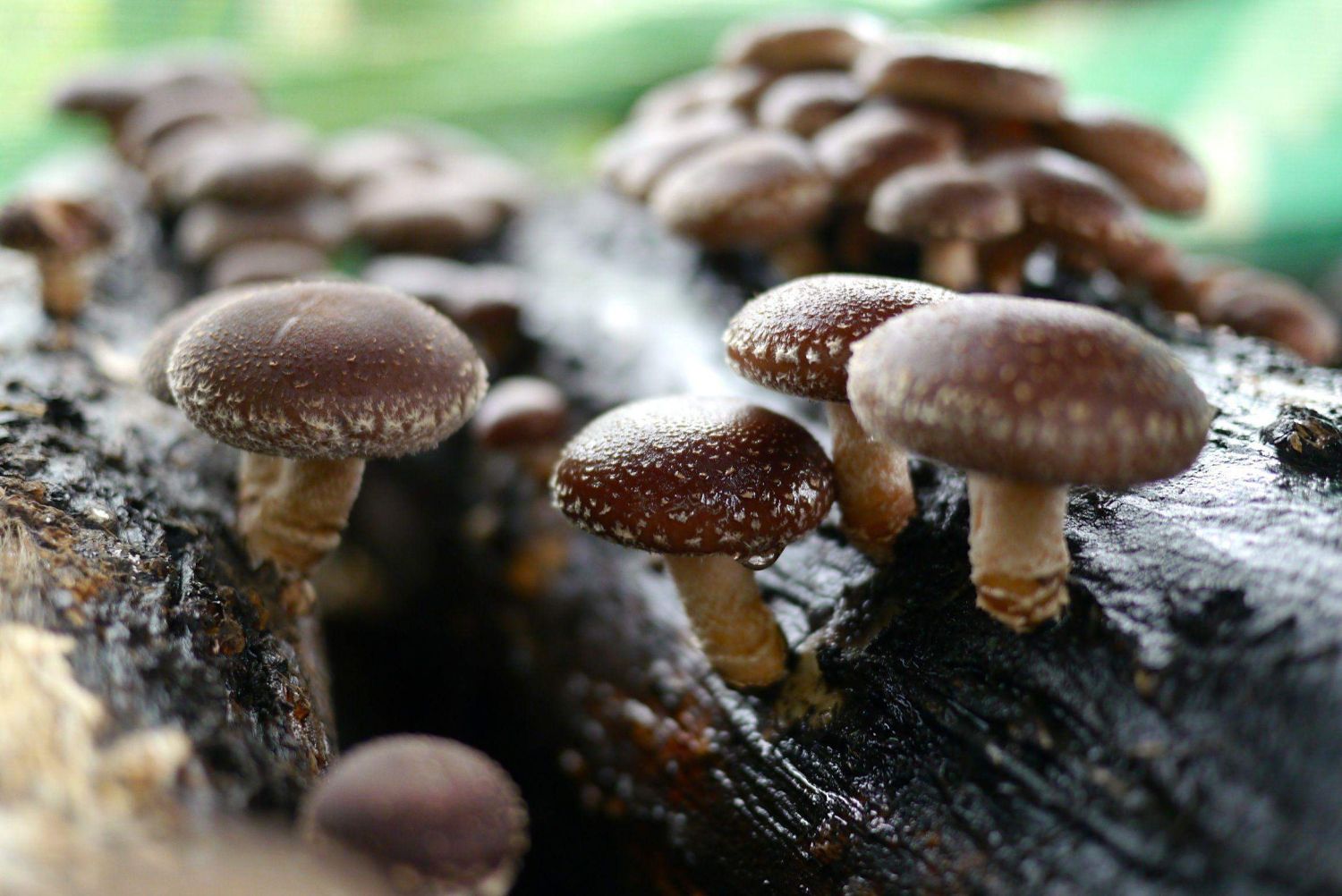 EL POTENCIAL MEDICINAL Y NUTRICIONAL DE LAS SHIITAKE: SHIITAKE: UNA OPORTUNIDAD PARA EL DESARROLLO RURAL Y LA SOSTENIBILIDAD AMBIENTAL