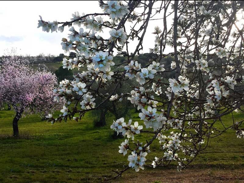 Los mejores pueblos de España para disfrutar de los almendros en flor