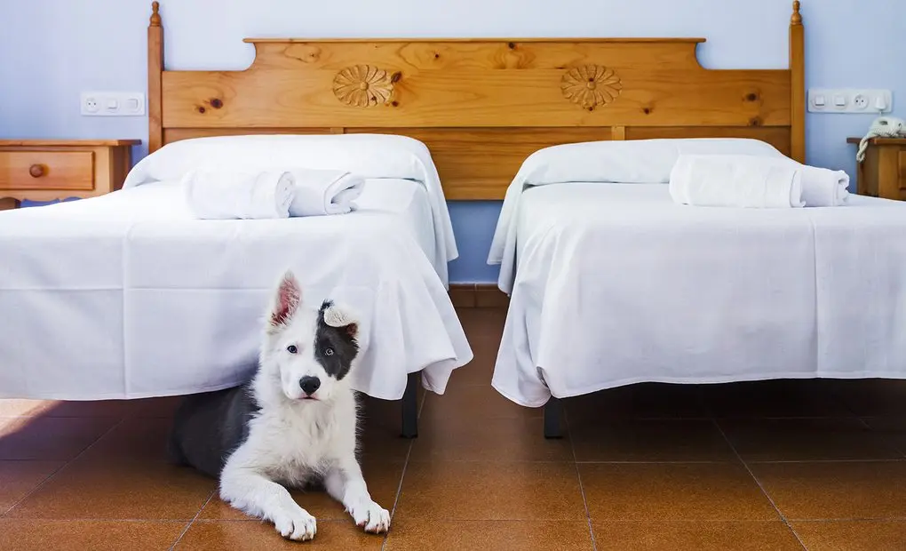 ALOJAMIENTOS PET-FRIENDLY