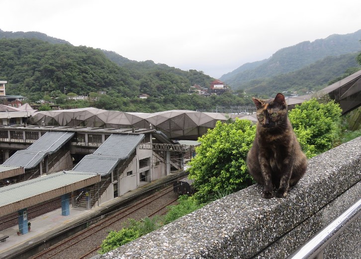 Houtong: El increíble pueblo de Taiwán que atrae turistas de todo el mundo por sus gatos